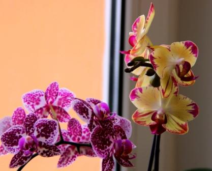 23 марта в Досуговом центре "Дом Улитки" прошел обучающий семинар "Содержание орхидей фаленопсис", в рамках проекта "Весёлый калейдоскоп".  Далее...
