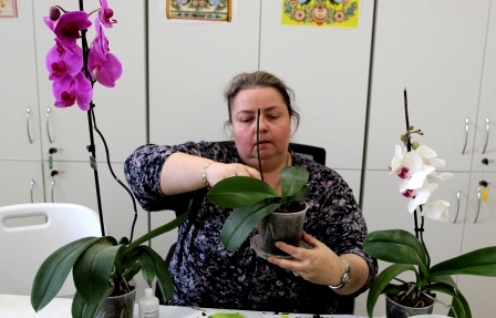 23 марта в Досуговом клубе "Дом Улитки" прошел обучающий семинар "Содержание орхидей фаленопсис", в рамках проекта "Весёлый калейдоскоп".  Далее...